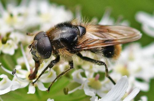 Réf. 362 956 : Cheilosia illustrata